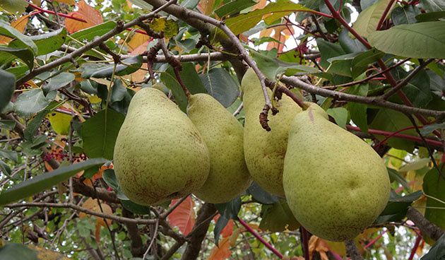 ������� ������� �����: ������� � ������������ ��� ������ ����