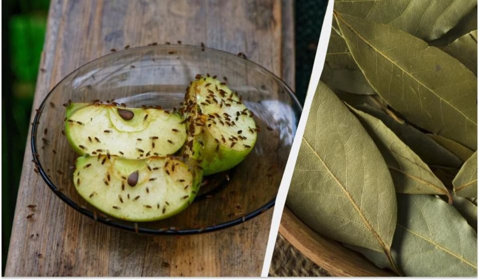 ���������� �����: ����������� �������, ������� ������������� ��������