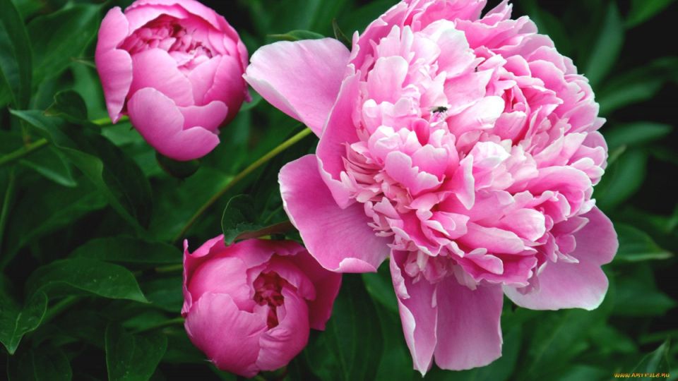 ��� �������� ������� �������� ������: ������� ������ ���������