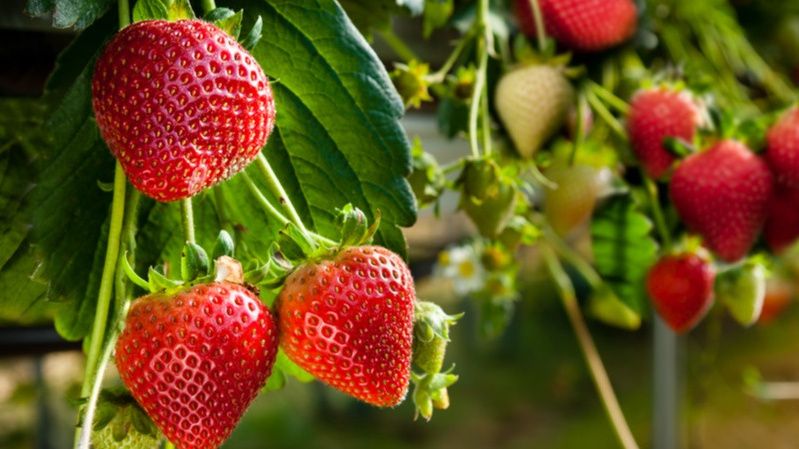 Чем опасен долгоносик для клубники и как с ним бороться?