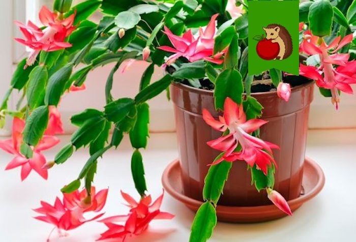 ��� ��������� ����������� ��������� � ������� ��������