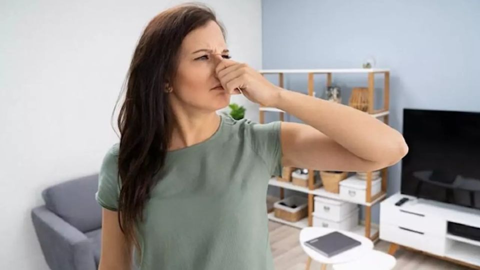 Как очистить воздух в квартире: удивительная технология, о которой вы не слышали