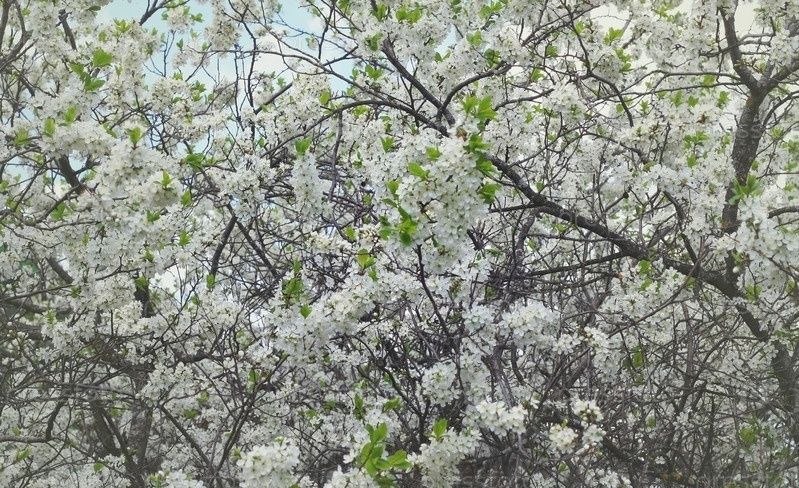 ����� ��������� ����: ������ ����� �� ������������ � �����