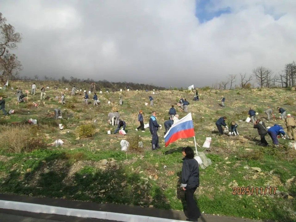 Восстановление природы: 160 саженцев можжевельника высажены в Абраусском заказнике