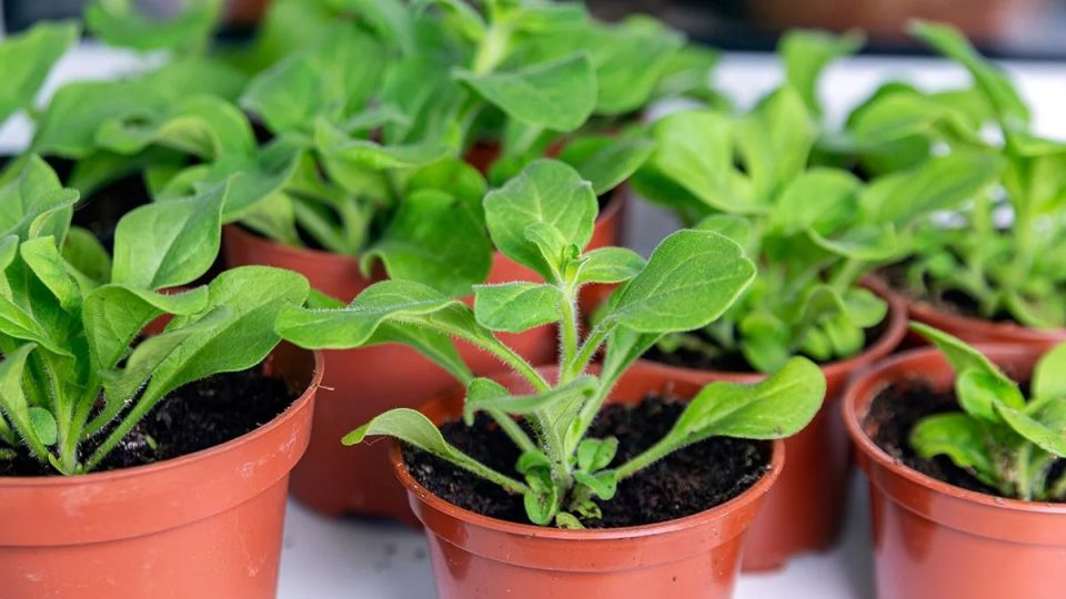 ��������� ���� ������ ��� �������: �������� �� 2026 ���