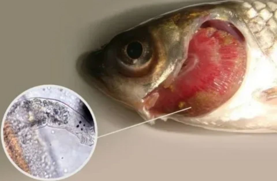 ��� ������������� ����������: �������� ������ ��� ��������� ����