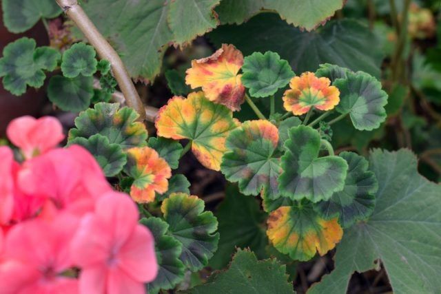 ���� �� �����������: �������� �������� � �������