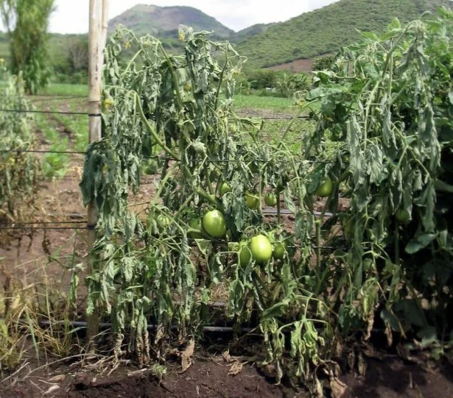 � ����� ������� ����� ������� ������: ��� ���������� � �������� ������������ ��������