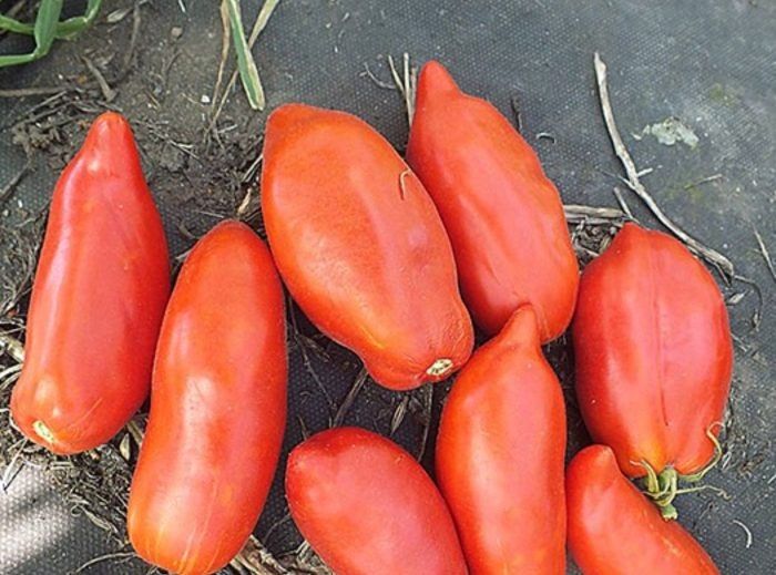 Итальянская слива Томат: удлинённые плоды и устойчивый урожай в теплице