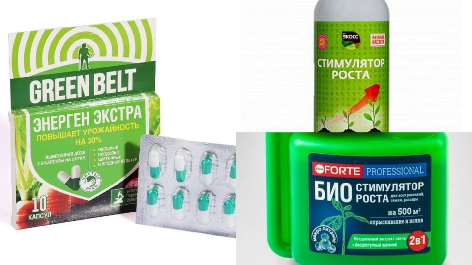 ������ ����, ������� ������: ��� �������� ������� ����� ������ ������������ ����� ��� ������� �������