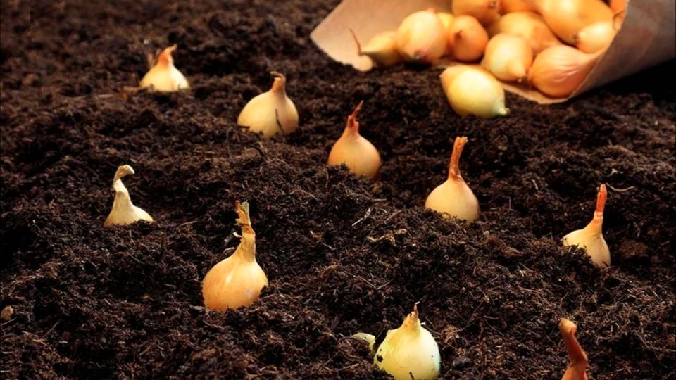 Бережливый облик земли приносит лучший урожай озимого лука