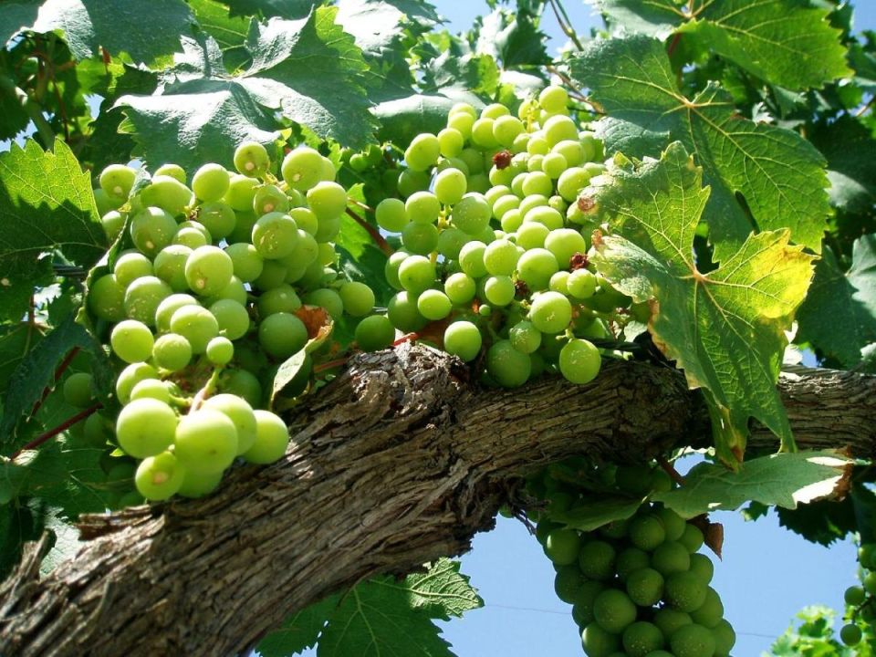 Чеканка лозы в июле: как получить сладкие грозди и крепкий урожай