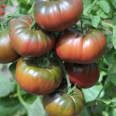 ������ �������: ��������� ���������� ����������� ������������� ������