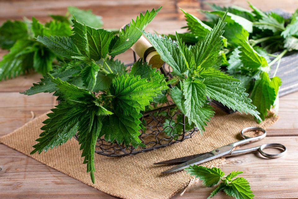 ������� ��� ������� �������� ��������: ��������� ������ �� ��������� ������