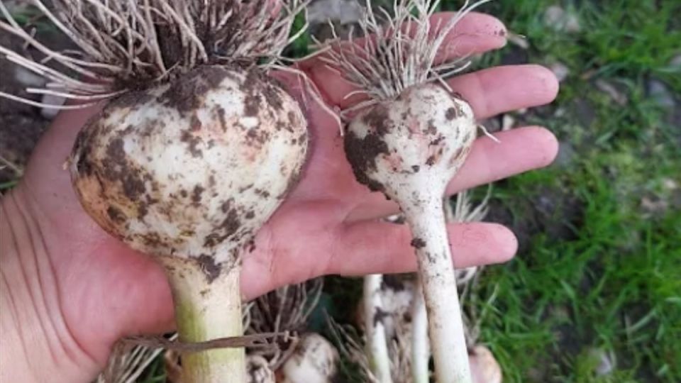 Правильные сроки уборки чеснока гарантируют крупный урожай