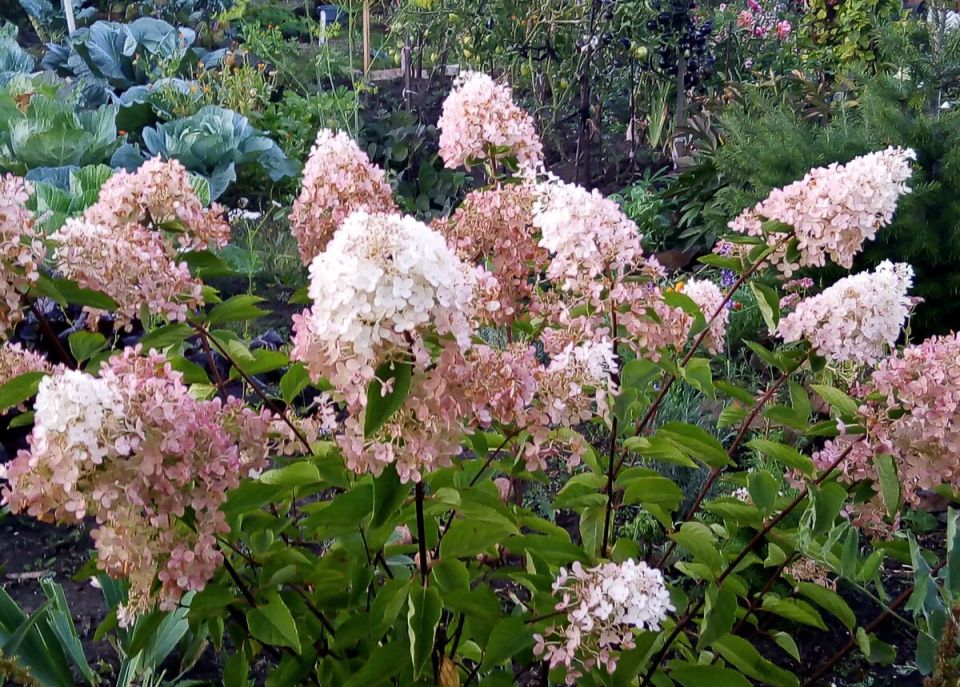 ��������� ����� � ������� ������� ����������� ��������� � ����� ����