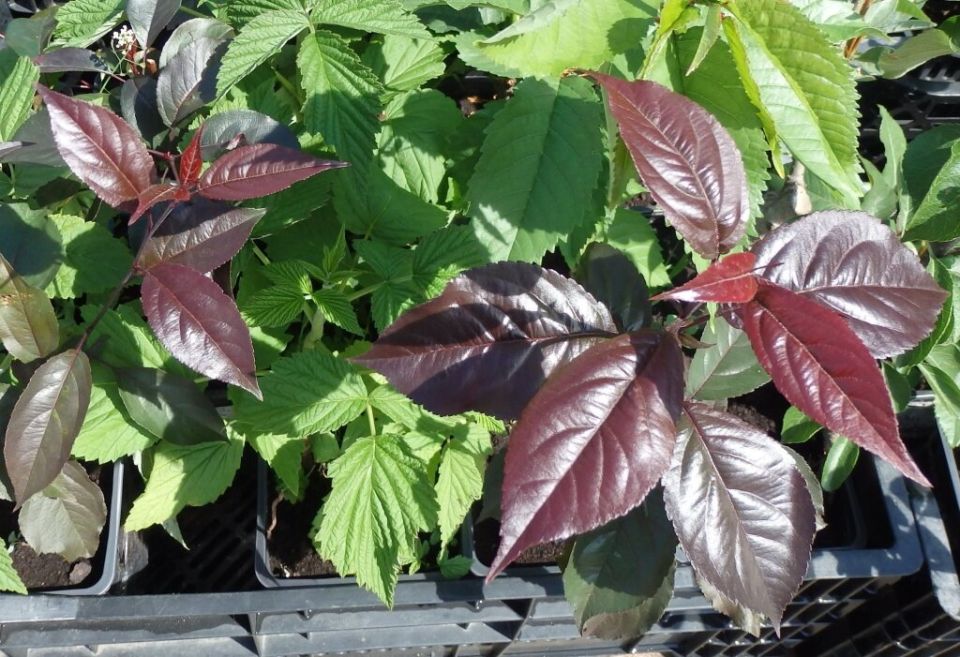 Как украсить сад с помощью декоративных плодовых деревьев