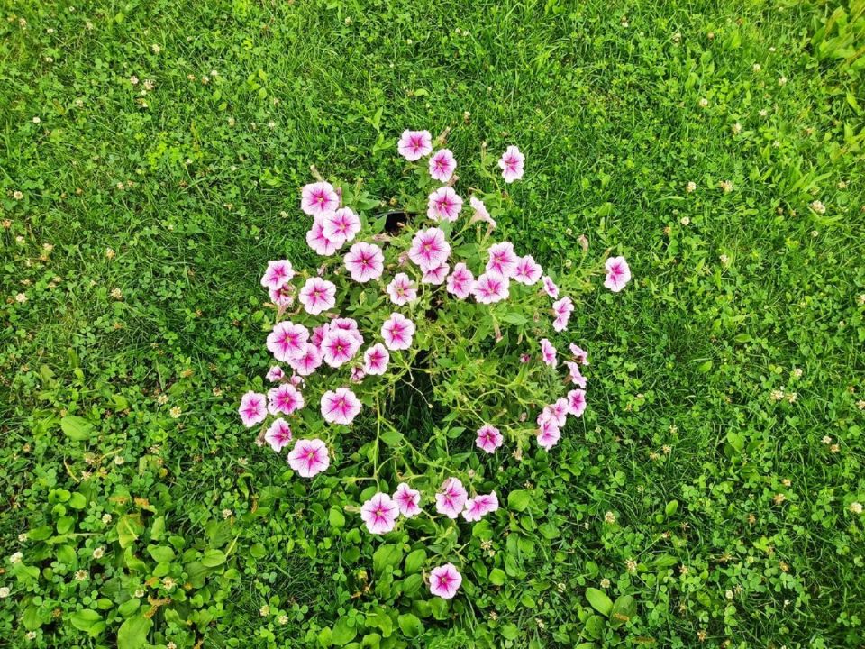 ��� ������� ������������ �� ������� � ������� ��������