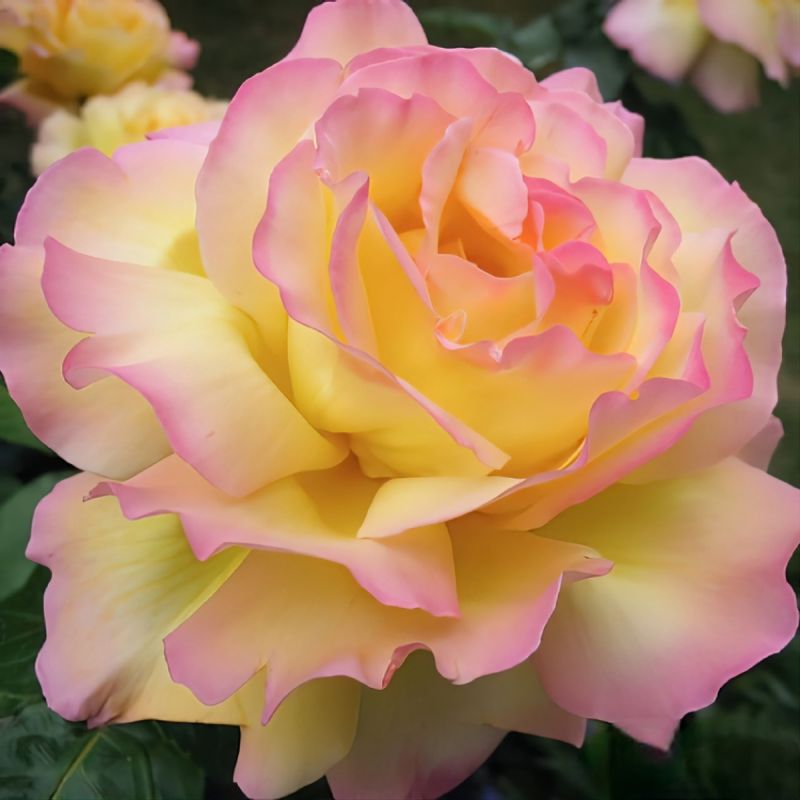 ���� Meilland: �����������, ����������� ��������