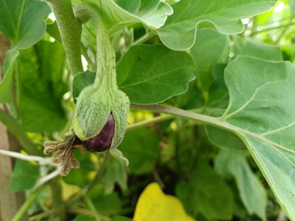 Прищипка корня: когда это полезно, а когда опасно для растений