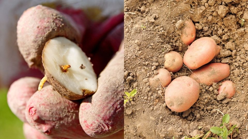 ��� �������� ���� ������� ��������� ���������� � �������� ����������� ���������