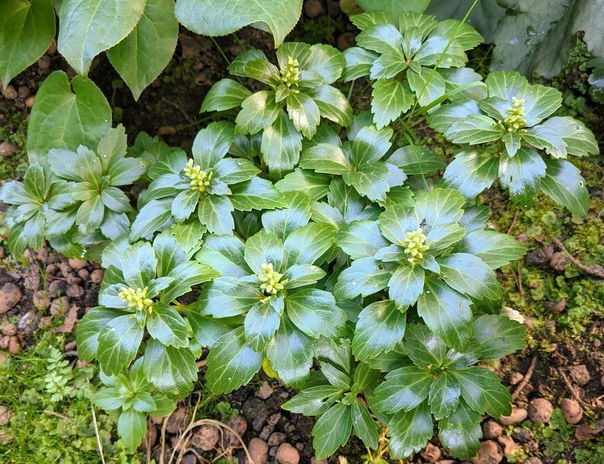 ��� ���������� ���������� ���� � ������� �����: ����������� � �����