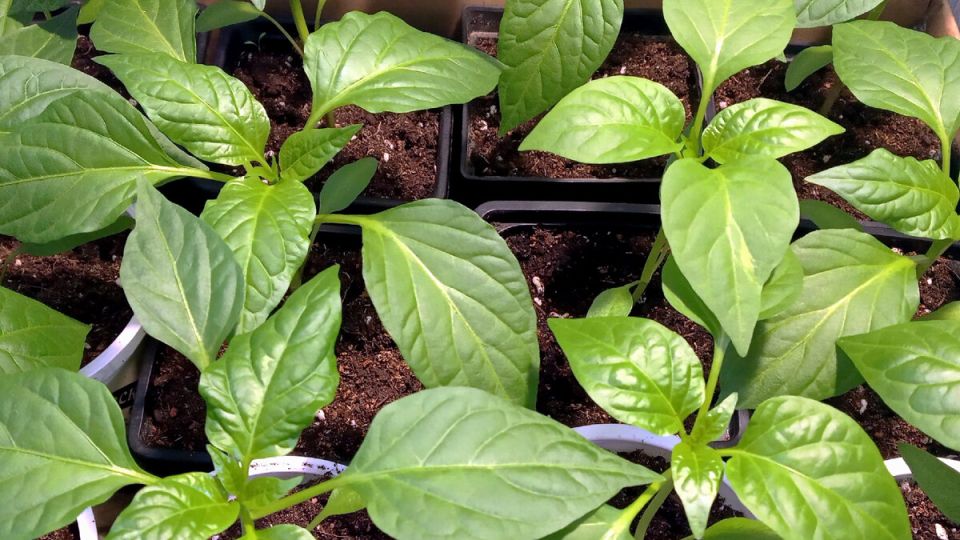 ��� �������� ������ �����: ������ ������ ��� �������� �������