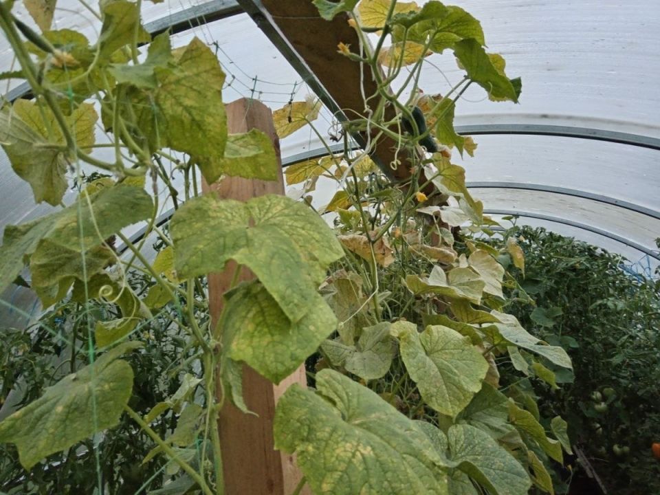 ��� ������ ������ �� ���������� �����: ������� ������