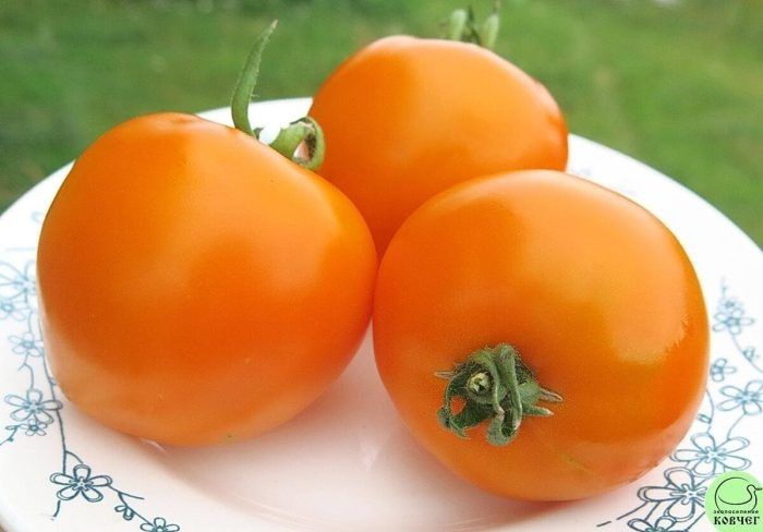 ����� ��������� ����: ��������� ���� � ������������ ������ ��� ����� �������