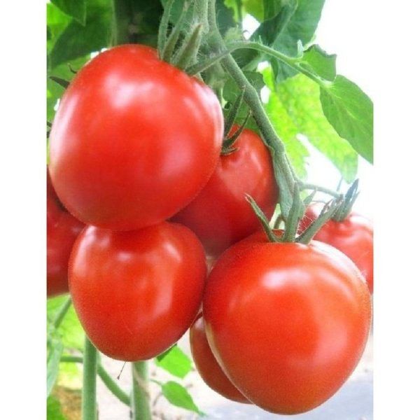 ��������� ����� �������: ������� ��������� ��������������� � ���������������� ������������