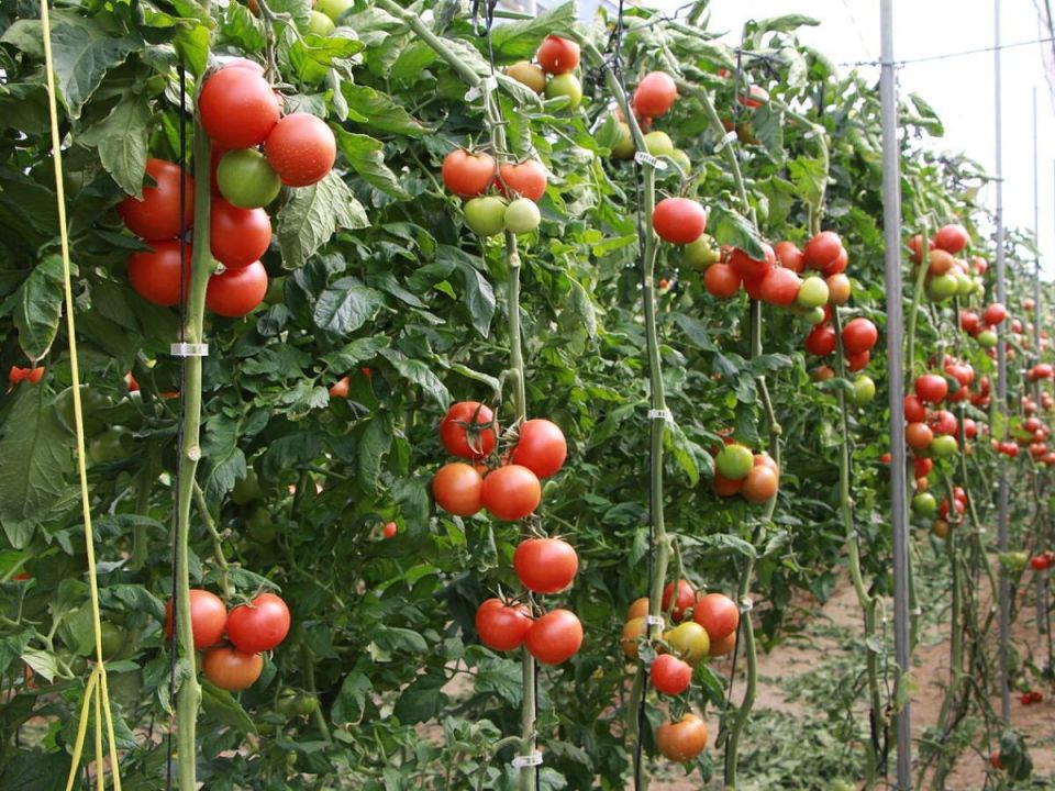 Томаты на вашем огороде: как избежать трещин и сохранить урожай