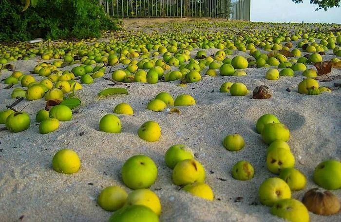 ����������: ������������ ������, �������� ������� � �������