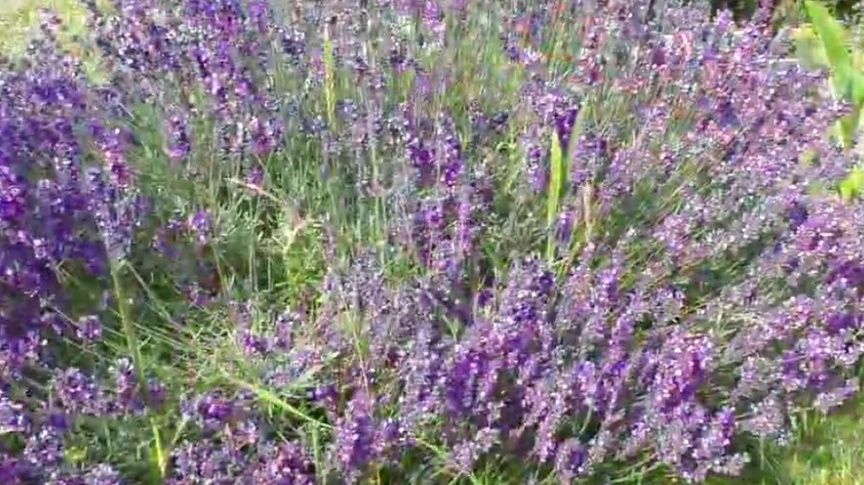 Цветы, которые украсит ваш сад на многие годы