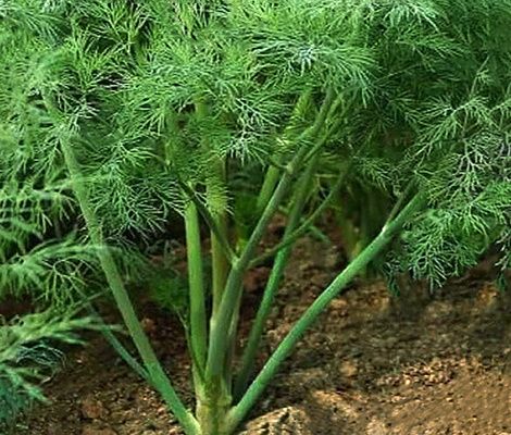 Три основные заповеди в выращивании укропа