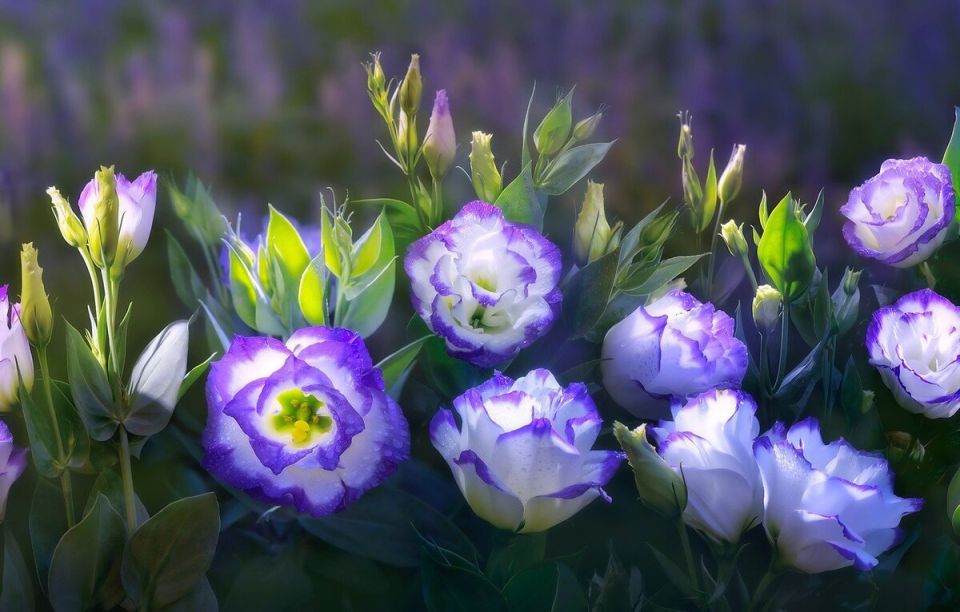 Эустома на паузе: когда стоит переждать и не волноваться