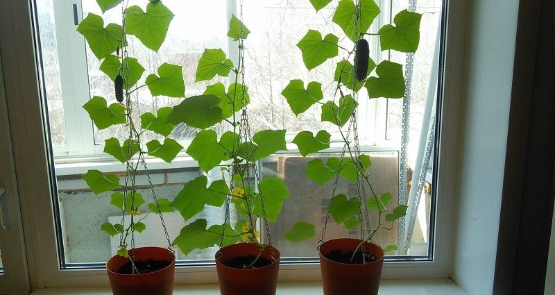 ��� ��������� ������ �� ����������� ����� ��� ������ ������