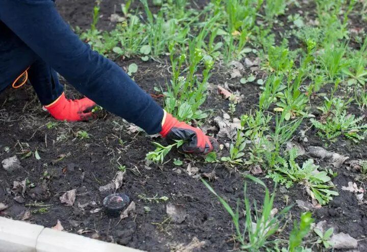 Как подготовить почву к зиме: средства защиты от болезней и вредителей