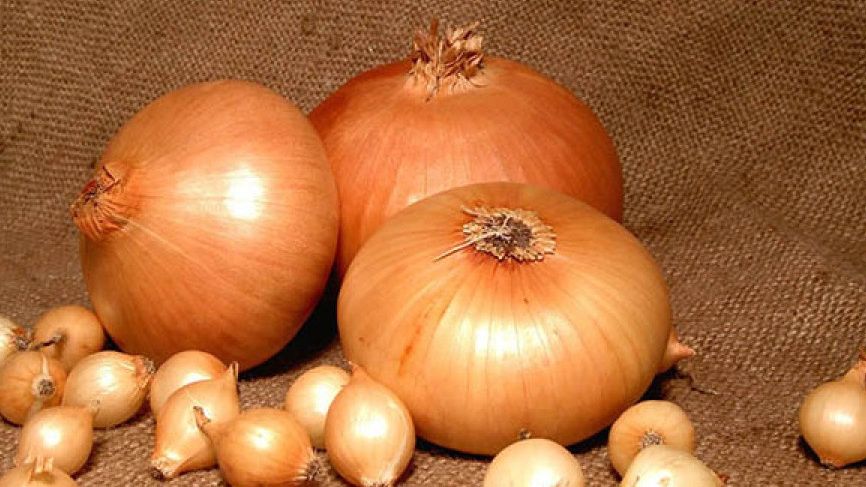 Как простая подкормка может увеличить урожай лука на 50%
