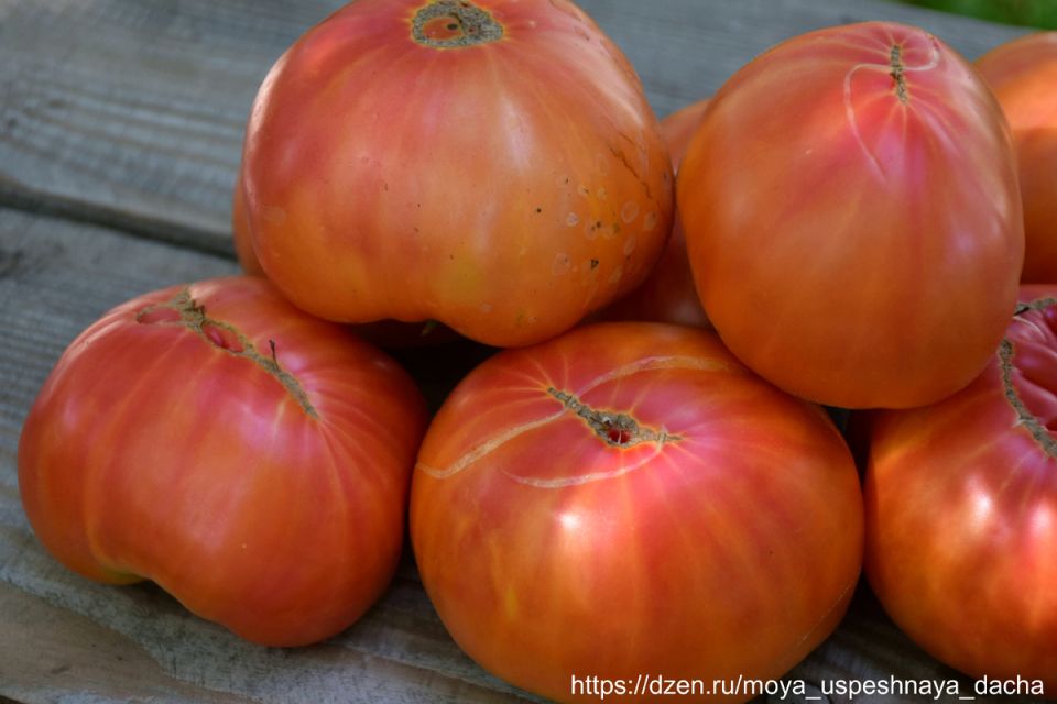 ������, ������� ��������� ������ ���������: ������� ����� ������-�������