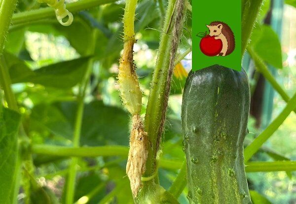 Как предотвратить желтение и опадение завязей огурцов: полезные советы