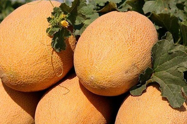 ��� � ���� ������: ��� ��������� �������� �� ����� �������