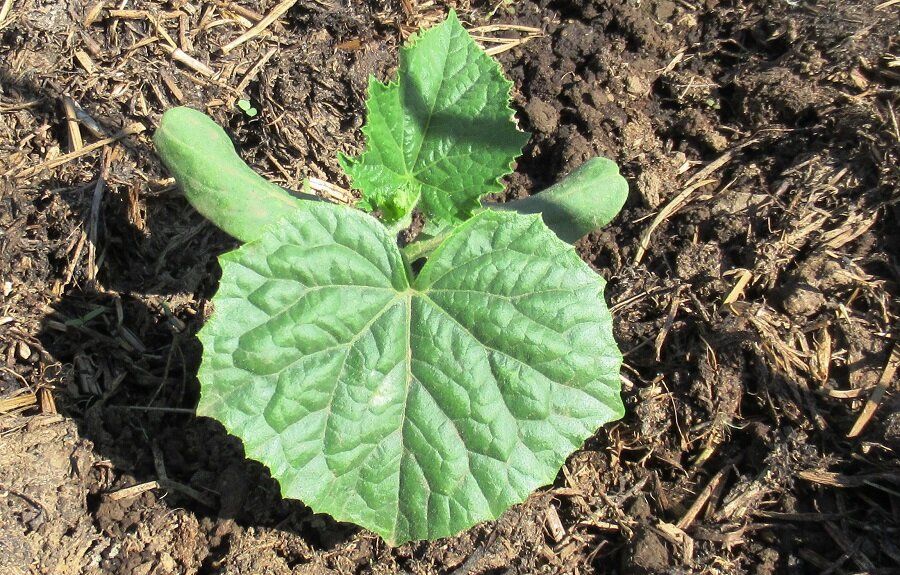 Эффективные секреты корневой подкормки огурцов в июне