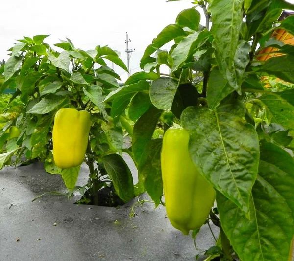 ����� �������: 4 ���� ���������� ����� ��� ������ �������