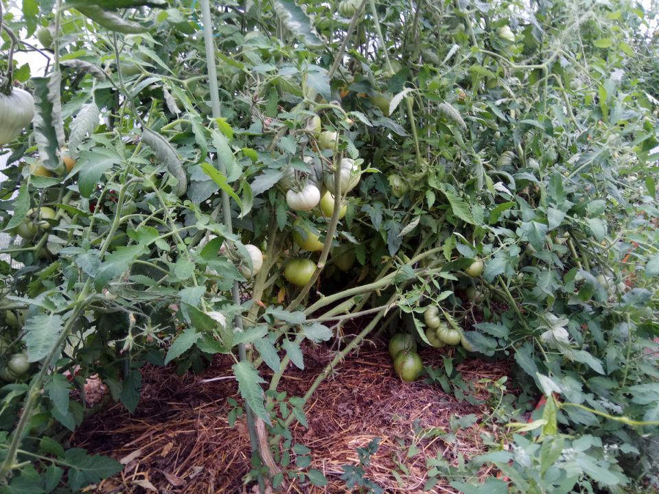 Ошибки дачного сезона: чего не стоит повторять в новом году