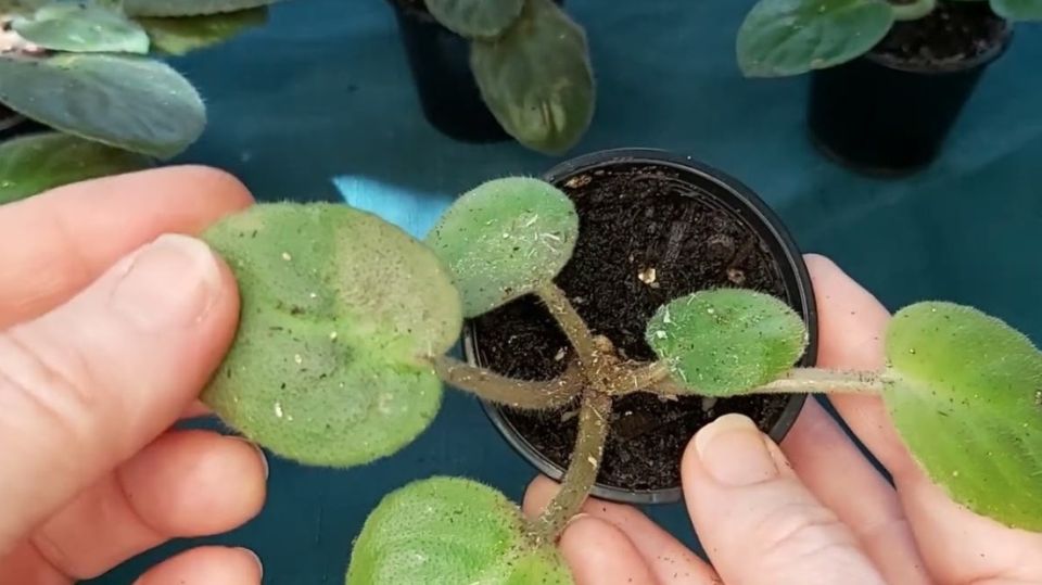 Неожиданные результаты испытания ловушек для комнатных растений