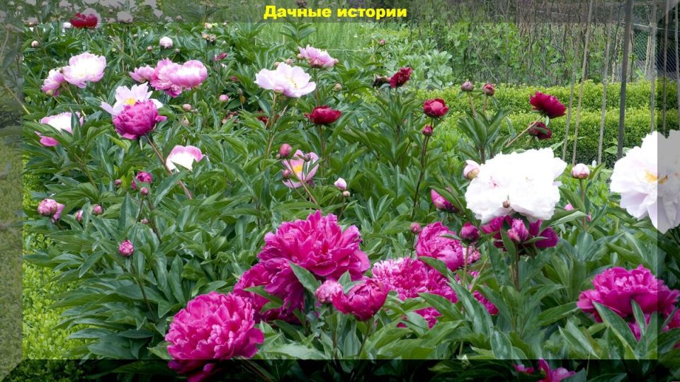 ����� ������: ������� ����� ��� ������� ��������