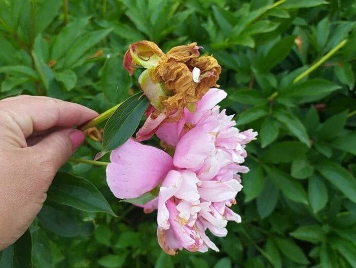 ��� ��������� �� ������� ����� ��������: ������ ������ ��� ���������