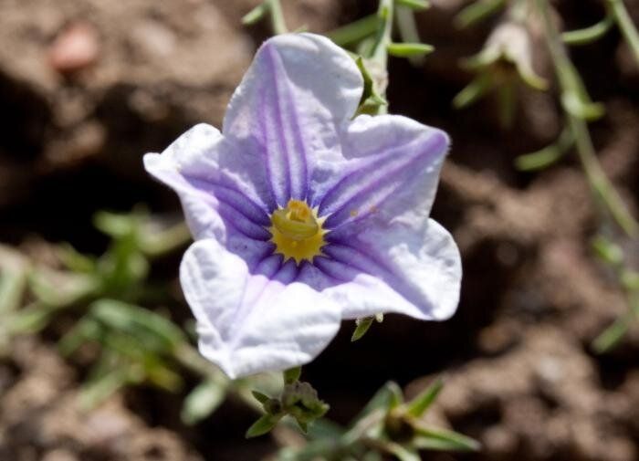Топ-3 удивительных цветка для вашего сада